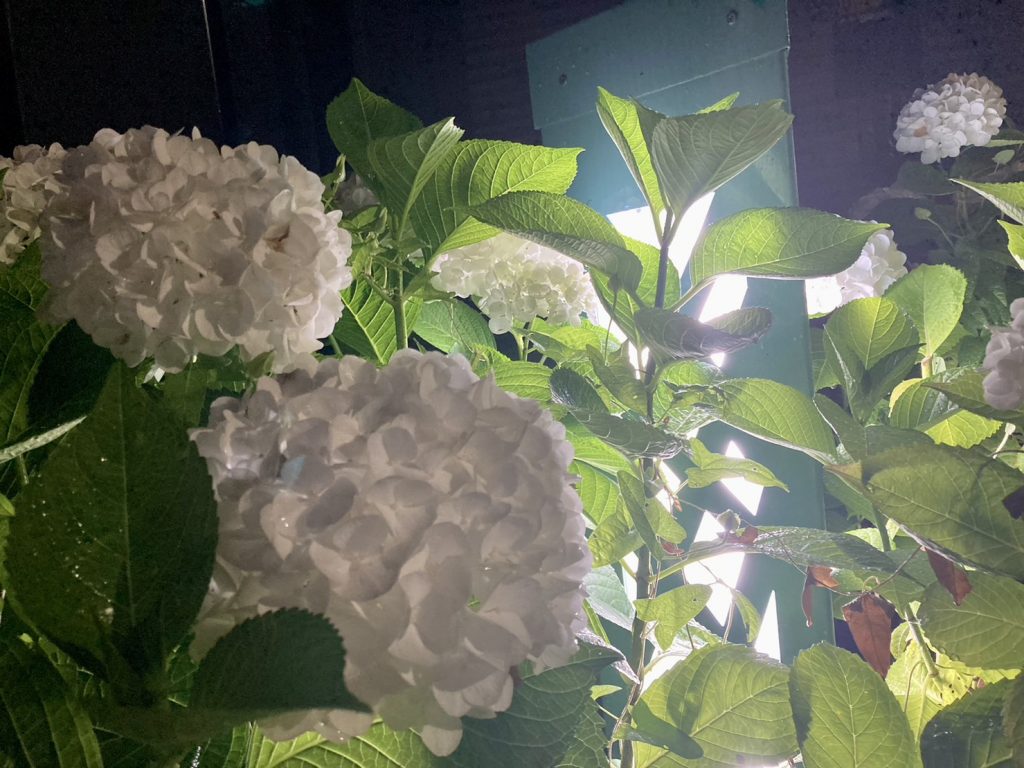 紫陽花の効果！