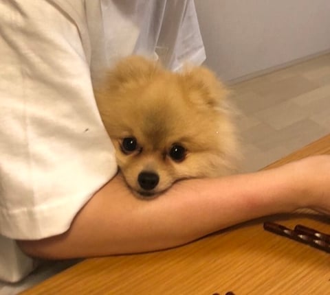 ポメラニアンロスです