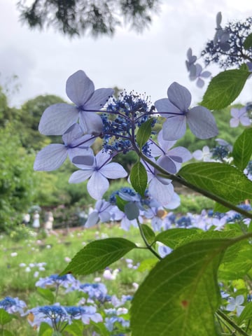 紫陽花がきれいな季節になりました☆