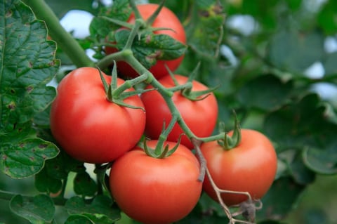 夏野菜を食べよう！トマト編🍅