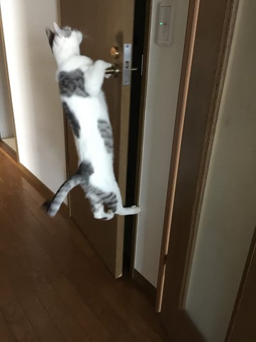 猫のジャンプ力