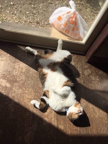 日向ねこ