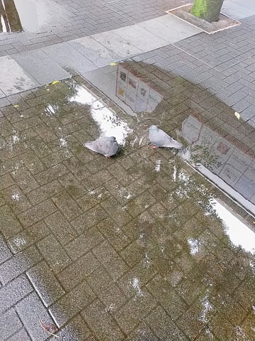 鳩の水浴び