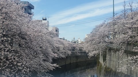 春らんまん♪江戸川橋も桜が満開です♪♪★リラク 江戸川橋店｜Re.Ra.Ku