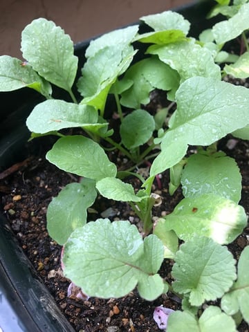 お久しぶりです、いいどいです！