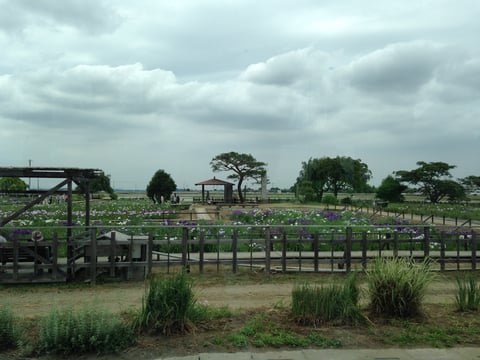 モラージュ菖蒲！菖蒲町ってどんなところ