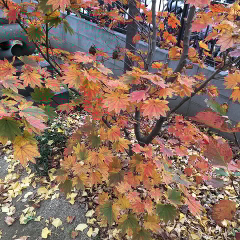 冬がやってきましたね～！！12月11日（火）のご予約状況のお知らせです☆