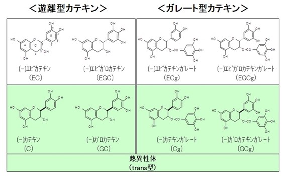 「免疫力UPだけじゃない！カテキンパワーで脂肪を落とす」