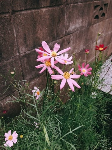 ひまわりより先に