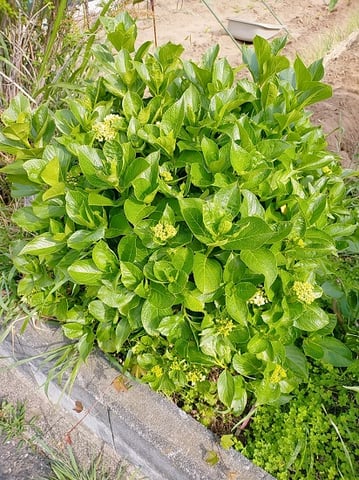 紫陽花のつぼみ(金原です)