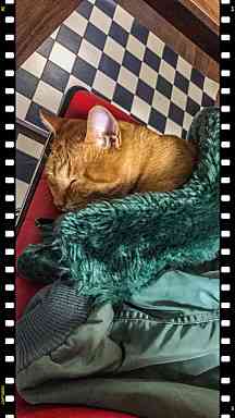 スマホアプリを使った猫の写真館