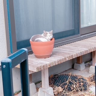 植木鉢ネコ