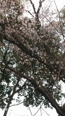 さくら、咲きました！[芝公園/赤羽橋/大門/浜松町/東京タワー近辺］