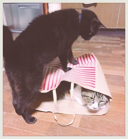 ふくろだたきする猫