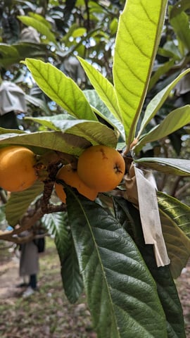 7月26日は何の日？