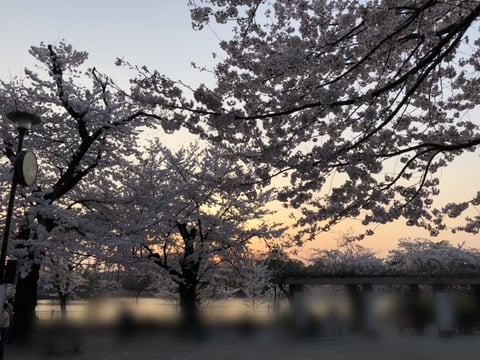 桜観賞