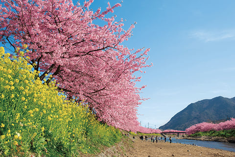 お花見の季節ですね♪