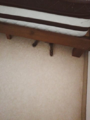 ニャンスポット