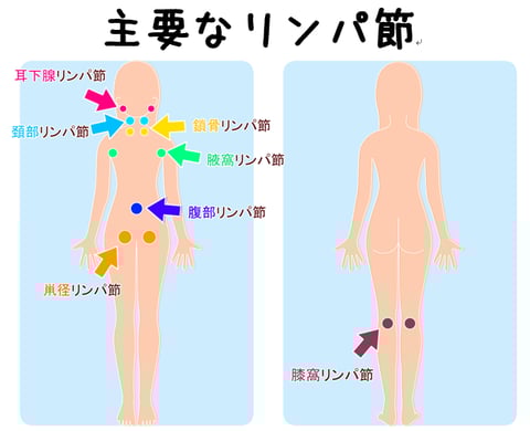 リンパって何?流すとどうなるの?