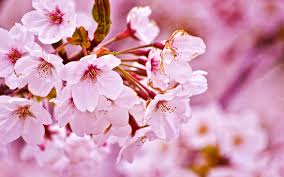 桜の季節ですね・・・(*´ω｀*)【ReRaKu田園調布】