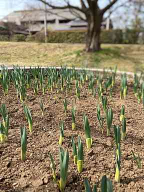 チューリップの芽がでていたよ☆