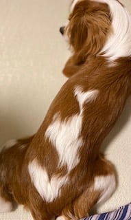 我が家の愛犬♡