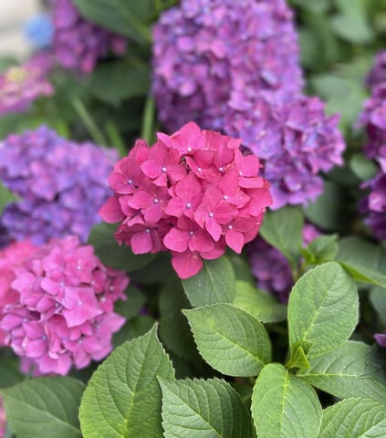 紫陽花とストレス解消