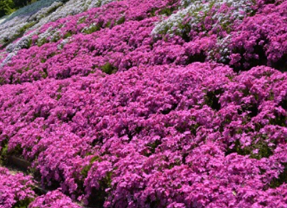 芝桜満開！
