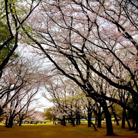 さくら　光が丘IMA店