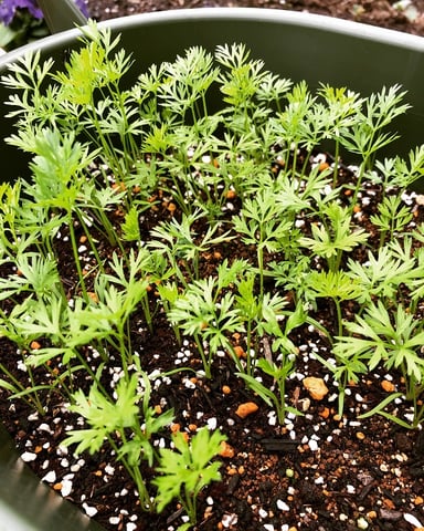 蒔いた種のその後