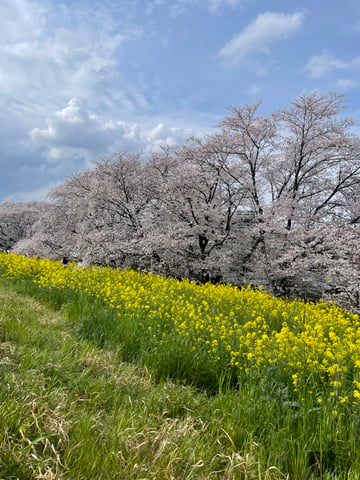 桜満開