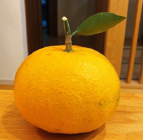 おおきいみかん