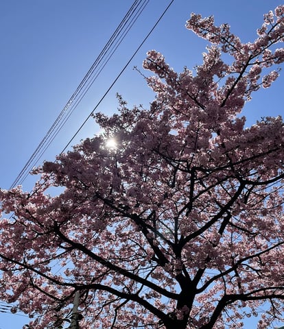 桜