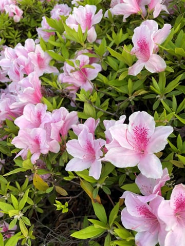 咲き誇るツツジ！