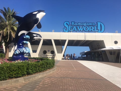 必見！日本一のシャチパフォーマンス！