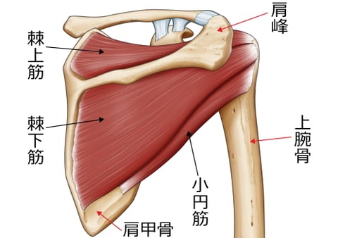 肩まわりのストレッチ