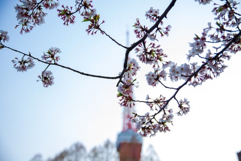 ＊平成最後のお花見＊  ～高知～