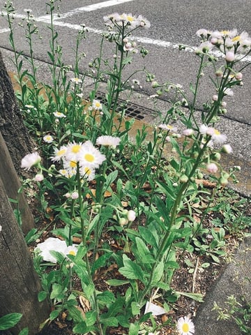 ちいさいはるみつけた