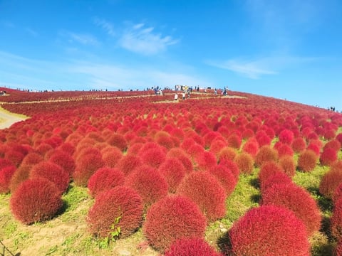 秋は何をしたいですか?