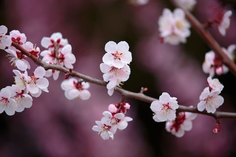 芝公園も桜が見頃を迎えました。お帰りの際はRe.Ra.Ku.ザ・プリンスパークタワー東京店に。