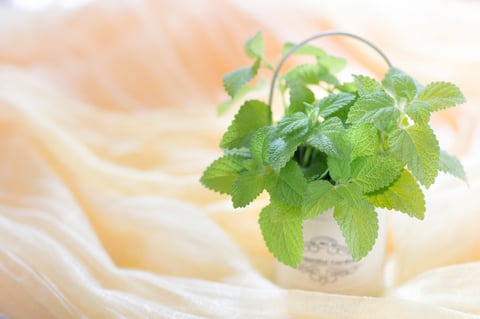 【健康コラム】　～爽快！リフレッシュ♪♪ハーブ生活入門～