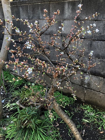 はるがきた