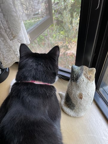 今日は五月の猫の日です。(=^・^=)