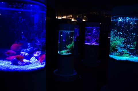 イオンモール木更津に水族館がやってくる&gt;゜))))彡