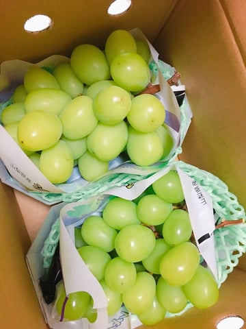 高級マスカット