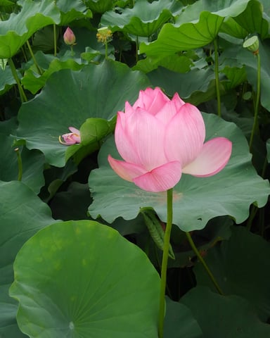 蓮の花を見に行きました(^^♪