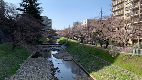 桜のチラ見せ術!!