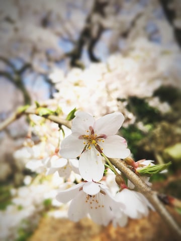 しだれ桜満開🌸