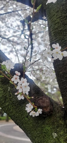 【御成門駅前店】 桜の季節！散歩疲れに！