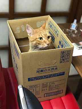 猫トーク5──せまいところ写真館──